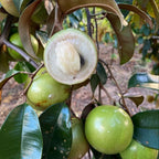 Green Star Apple Tropical Caimito Plant Live | 30 – 36 Inches Tall | Fruit Tree for Indoor/Outdoor | Well-Rooted | No Ship to CA,HI,AK