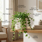 Peperomia Live Plant, Peperomia Hope Houseplant in 4'' Inch Pot, Easy Indoor Plant Live for Shelves, Desks & Small Spaces