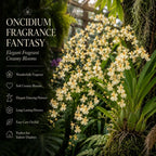 Oncidium Orchid Twinkle Live Plant, Fragrance Fantasy Oncidium Orchid Flower, Vibrant Blooming Houseplant for Indoor Decor, Home Office and Patio
