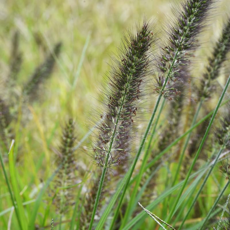 Black Fountain Grass Plants, 4 Inch Tall Fountain Grass, Ready to Grow, Perennial Ornamental Grasses for Gardens and Landscapes