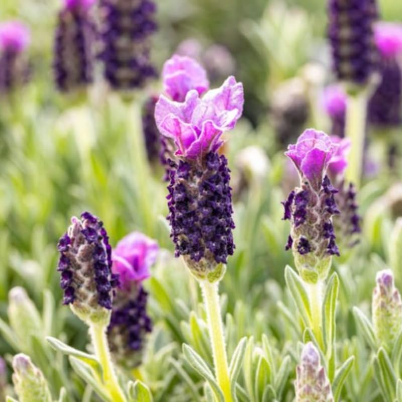 3 Spanish Lavender Plants Live, 3-Inch Pot, Established Lavandula Stoechas Flowering Plant, Compact Aromatic Foliage for Modern Landscape Design