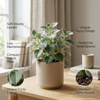 Peperomia Incana Plant, 4" Pot, High-Vigor Low Maintenance Houseplant for Desks, Pet-Friendly Soft Grey-Green Foliage
