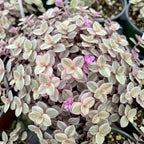 Succulent Plant Live, Callisia Repens Pink Lady Turtle Vine in 4" Pot, High-Vigor Low Maintenance Indoor Plant for Hanging Baskets