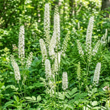 10 Black Cohosh Roots Plant (Bugbane), Shade Loving Actaea Racemosa, Low Maintenance Elegant White Flowering Plant for Outdoor Gardens & Landscapes