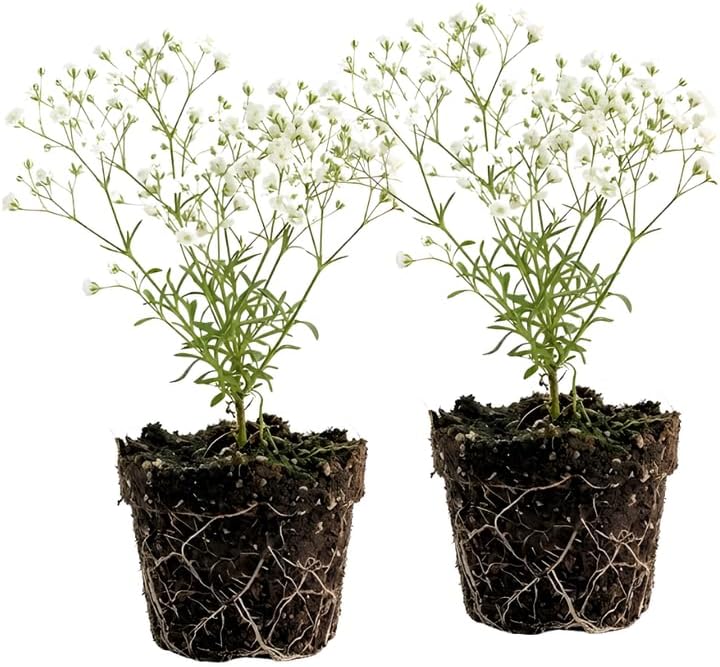 2 Baby's Breath Plants Live, Gypsophila Paniculata Starter, 3-4" Tall, High-Energy Plant for Mass Plantings and Rock Gardens