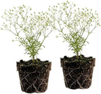 2 Baby's Breath Plants Live, Gypsophila Paniculata Starter, 3-4" Tall, High-Energy Plant for Mass Plantings and Rock Gardens