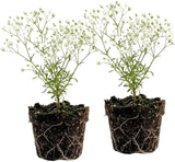 2 Baby's Breath Plants Live, Gypsophila Paniculata Starter, 3-4" Tall, High-Energy Plant for Mass Plantings and Rock Gardens