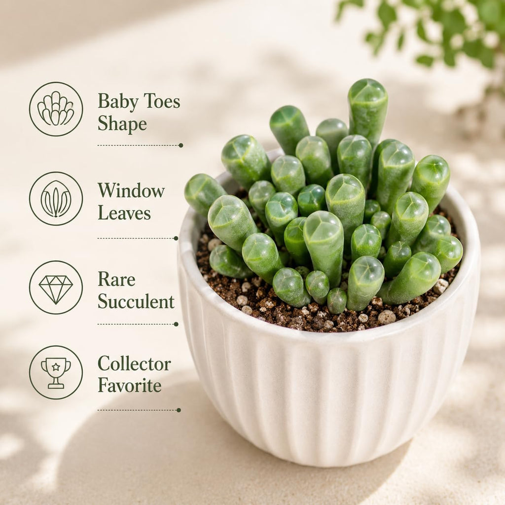 2 Baby Toes Succulents Plants Live, 4 Inch Pot, Vibrant Succulent Live, Air-Purifying, Low Maintenance, Perfect for Home and Office Décor