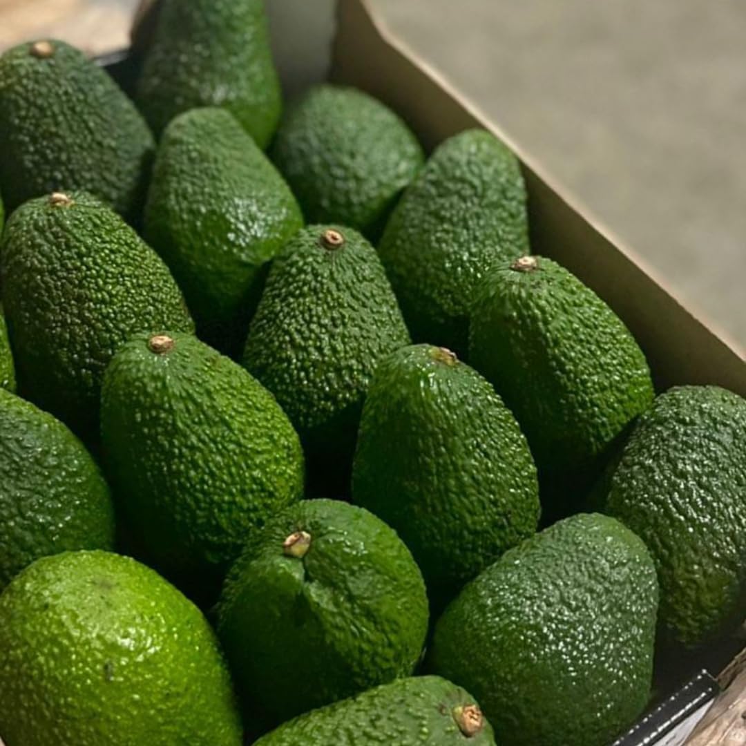 HASS Avocado Tree for Planting | 2.5–3 Ft Live Potted Tree | Fast-Growing Fruit Tree for Home Gardens, Patios & Containers | No Ship to CA,HI,AK