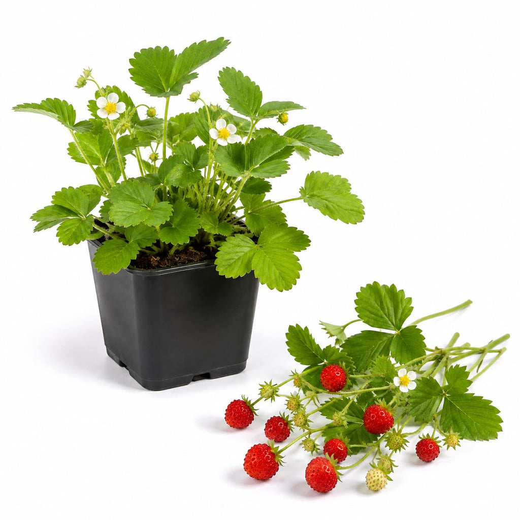 Everbearing Strawberry Plant, 4-6" Tall in 3" Pot, High Yield, Low Maintenance Strawberry Live Plant, Sweet Berry Fruit Plants, for Home Gardens, Raised Beds and Patio