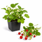 Everbearing Strawberry Plant, 4-6" Tall in 3" Pot, High Yield, Low Maintenance Strawberry Live Plant, Sweet Berry Fruit Plants, for Home Gardens, Raised Beds and Patio