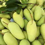 Mallika Mango Trees Live Plants |Sweet Fruit Tree 2.5–3 Ft Tall | Compact Tropical Mango Variety with Rich, Aromatic Fruit | Ideal for Yard, Patio & Warm-Climate Gardens | No Ship CA, HI, AK