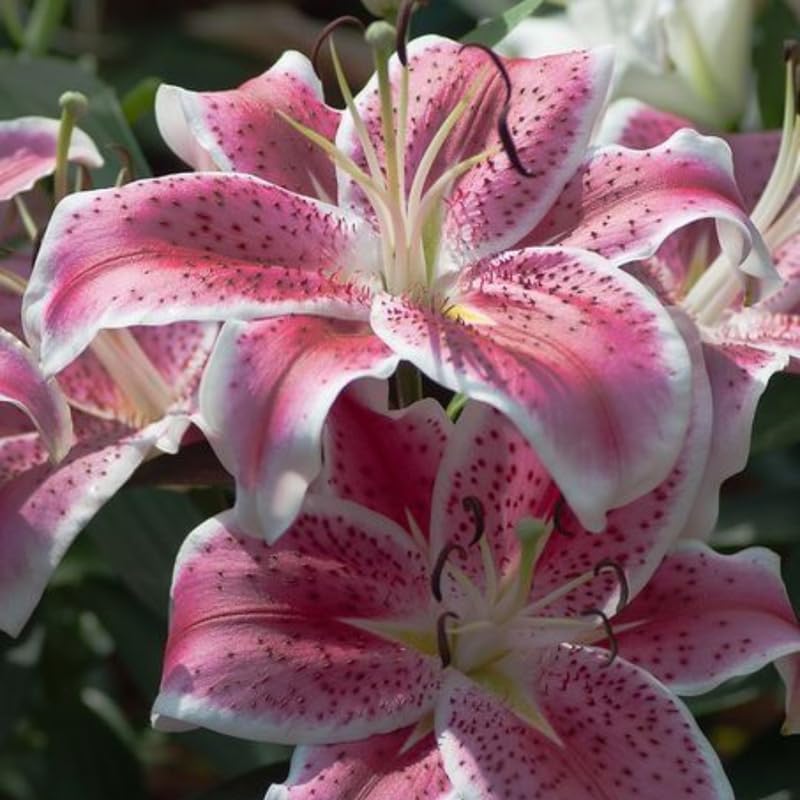 Oriental Lily Bulbs, Lily Bulbs for Spring Planting, 5 Pack Premium 12/14 Size, Easy to Grow Summer Flowering Bulbs for Potted Décor