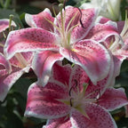 Oriental Lily Bulbs, Lily Bulbs for Spring Planting, 5 Pack Premium 12/14 Size, Easy to Grow Summer Flowering Bulbs for Potted Décor