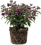 2 Fuchsia Plants Live, Dark Blue & Red Fuchsia, 6-12 Inch Tall, Blue Eye Variety, Trailing Flowering Plant, Ideal for Hanging Baskets