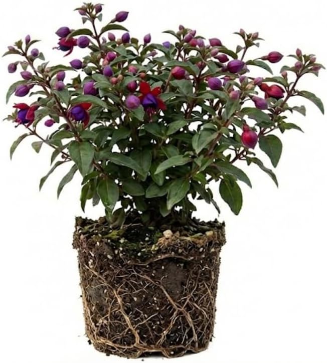 Fuchsia Plants Live, Gold and Red Foliage, 6-12 Inch Tall, Autumnale Variety, Fast Growing Deciduous Flowering Shrub, Well-Rooted Plant