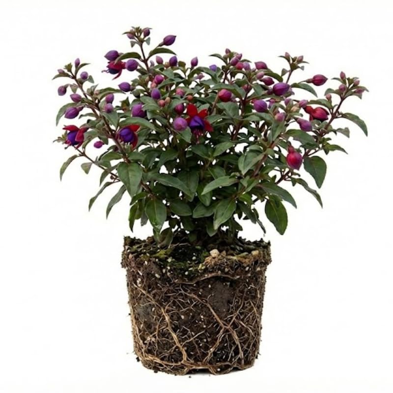 2 Fuchsia Plants Live, Gold and Red Foliage, 6-12 Inch Tall, Autumnale Variety, Trailing Flowering Plant, Ideal for Hanging Baskets
