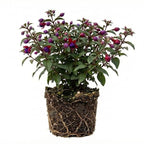 2 Fuchsia Plants Live, Gold and Red Foliage, 6-12 Inch Tall, Autumnale Variety, Trailing Flowering Plant, Ideal for Hanging Baskets