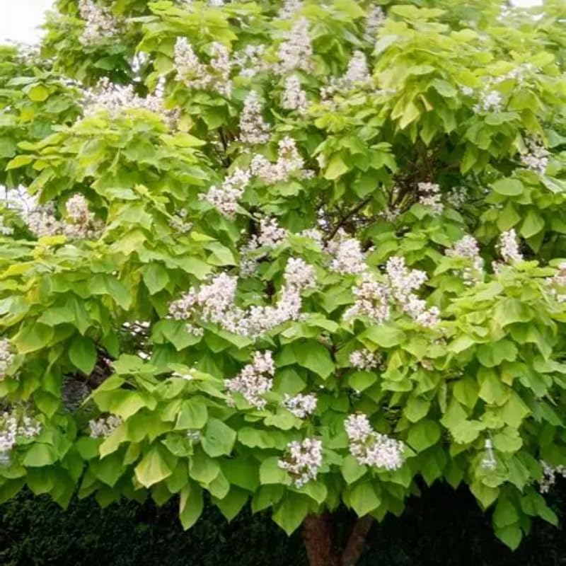 5 Live Catalpa Tree Plants – 6–12 Inch Tall | Hardy Fast-Growing Outdoor Trees | Fragrant White Flowers