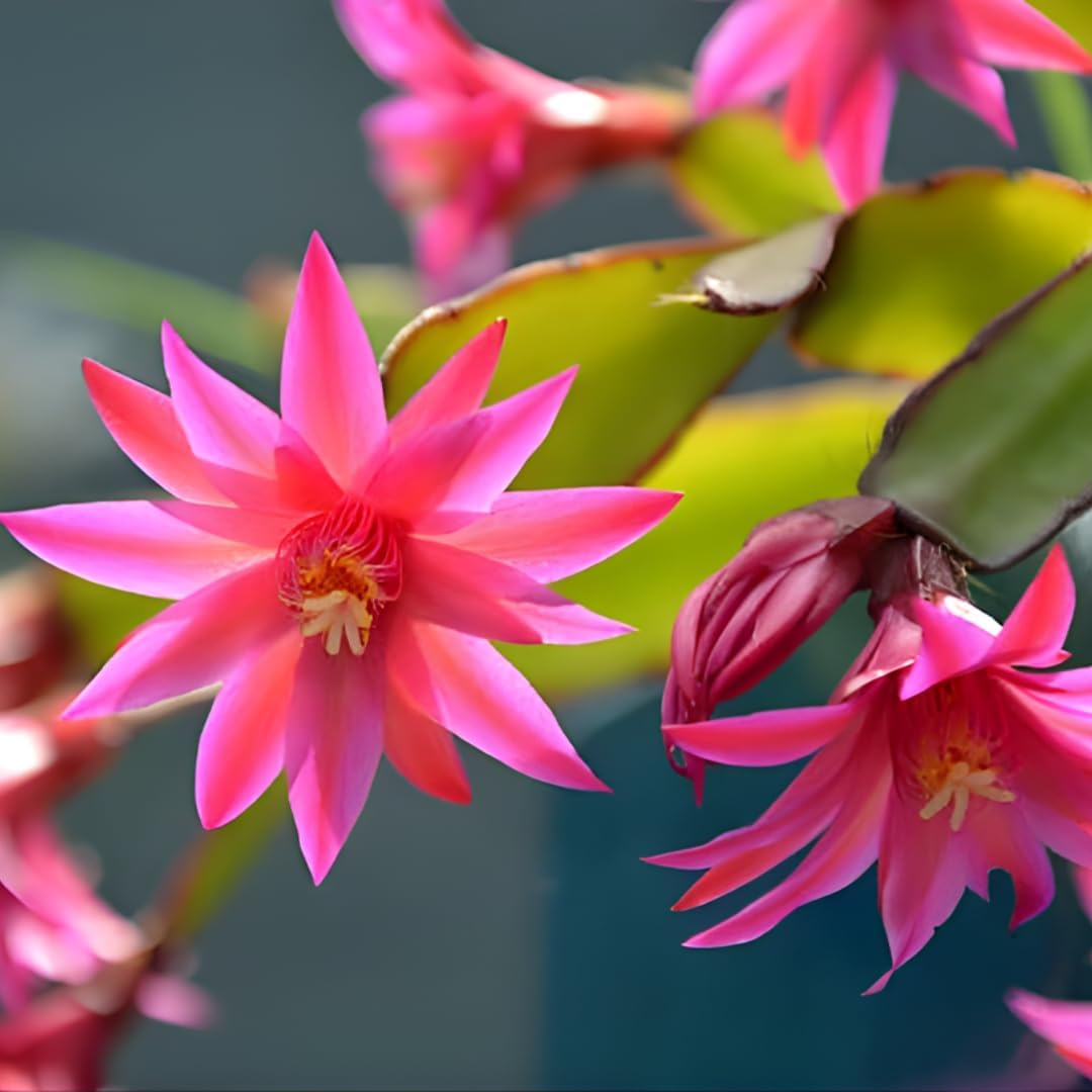 Xmas Cactus Live Plants in 4" Inch Pot | Vibrant Christmas Cactus Plants | Easy-Care Indoor Tropical Houseplant | Ideal Gift for Plant Enthusiasts