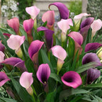 Calla Lily Bulbs for Planting, Mix 3 Large Bulbs, Vibrant Black, Flame, and Yellow Flowering Perennials for Sunny Patios and Cutting Gardens