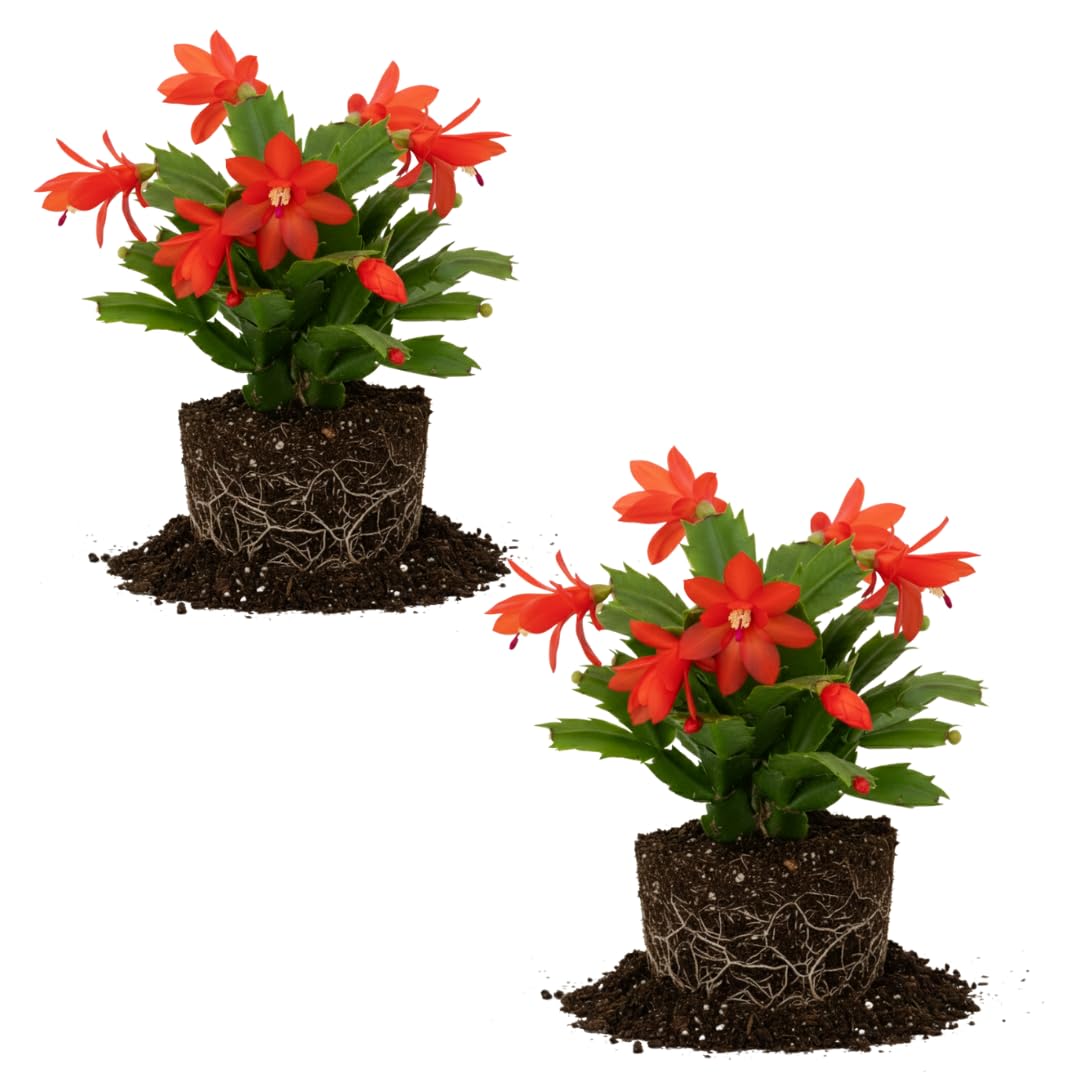 2 Yellow Christmas Cactus Plant Live | 3 to 4 Inch Tall Indoor | Housewarming Friendship Gifts for Women Best Friend Presents for Mom Birthday Gift for New Home
