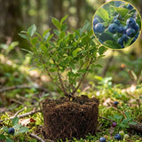 Small Huckleberry Live Plants, 3-4 Inch Tall Bare Root Seedlings, Vaccinium Native Berry Shrub, Edible Fruit Bearing Plant for Landscapes