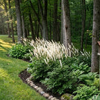 5 Live Black Cohosh Roots Bugbane, Easy Care Actaea Racemosa, Shade Plants Outdoor Perennial with Tall White Flower Spikes for Woodland Gardens & Borders