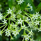 Night Blooming Jasmine Plant Live, 8" Bare Root Seedling, Fast Growing Cestrum Nocturnum Shrub, Well-Rooted Plant for Home and Garden