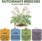 20 Dutchman’s Breeches Bare Root Plant, Dicentra cucullaria, Low Maintenance, East to Grow, Cold Hardy, Shade-Loving Perennial for Woodland Gardens & Landscapes