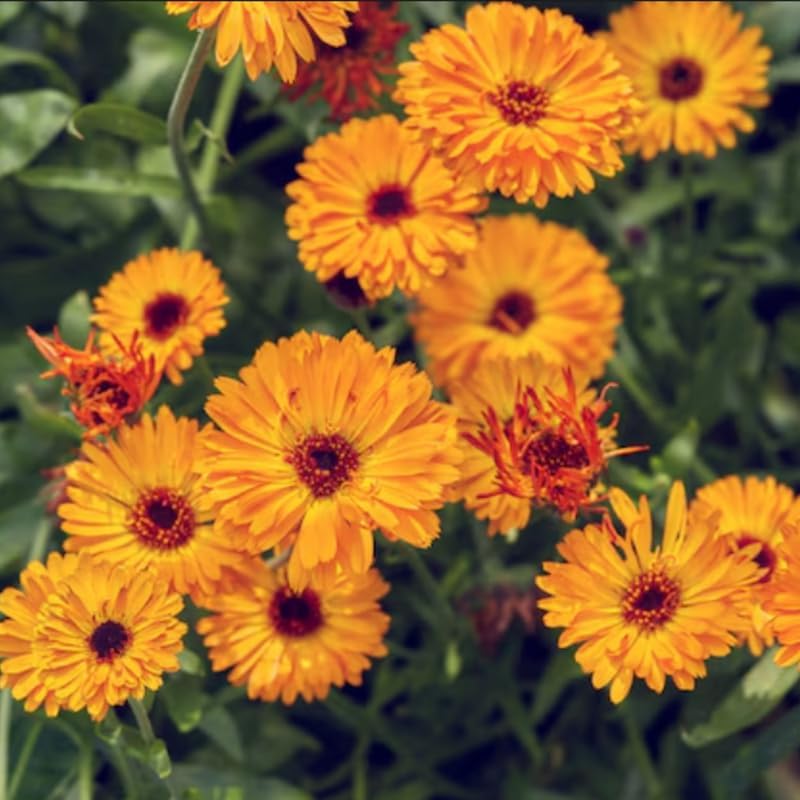 Calendula Live Plant, 3-4 Inch Tall Bare Root Starter, Orange Flowering Edible Herb for Garden Beds