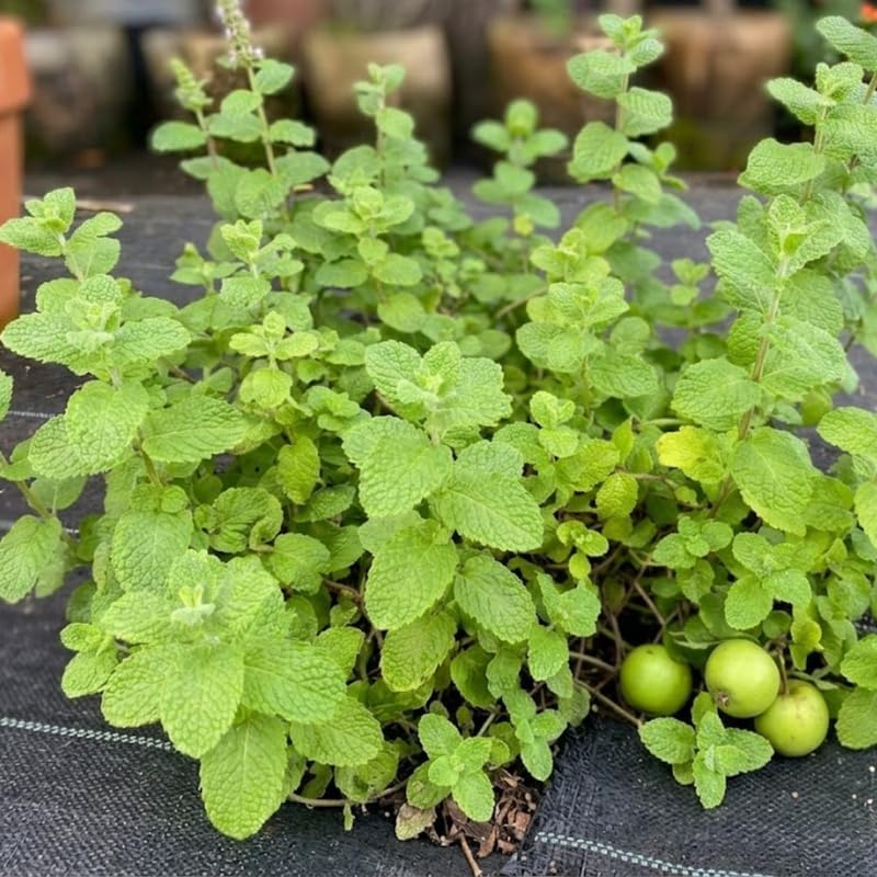 2 Apple Mint Plant, 3" Pot, Fresh Herb Plants Live, Mint Plants for Inside Windowsills or Outdoor Garden Beds
