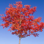 2 Chinese Pistache Live Plants | 1-2 Feet Tall Bare Root Seedlings | Pistacia Chinensis Deciduous Shade Trees | Vibrant Fall Color Ornamental Tree