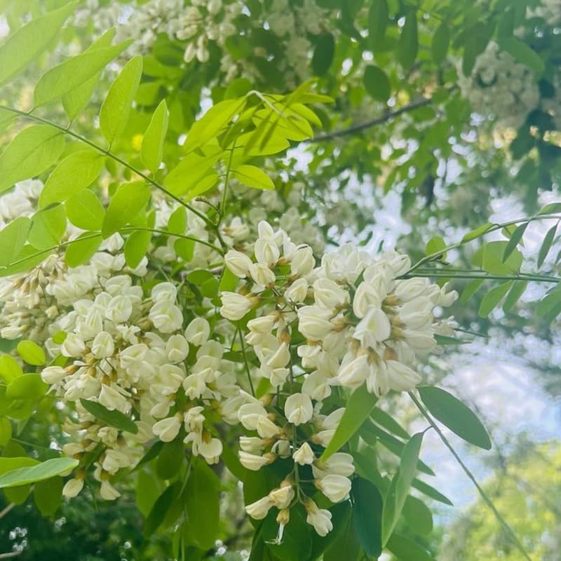 5 Live Black Locust Tree Plants – 6–12 Inch Tall | Hardy Fast-Growing Native Trees for Outdoor Planting