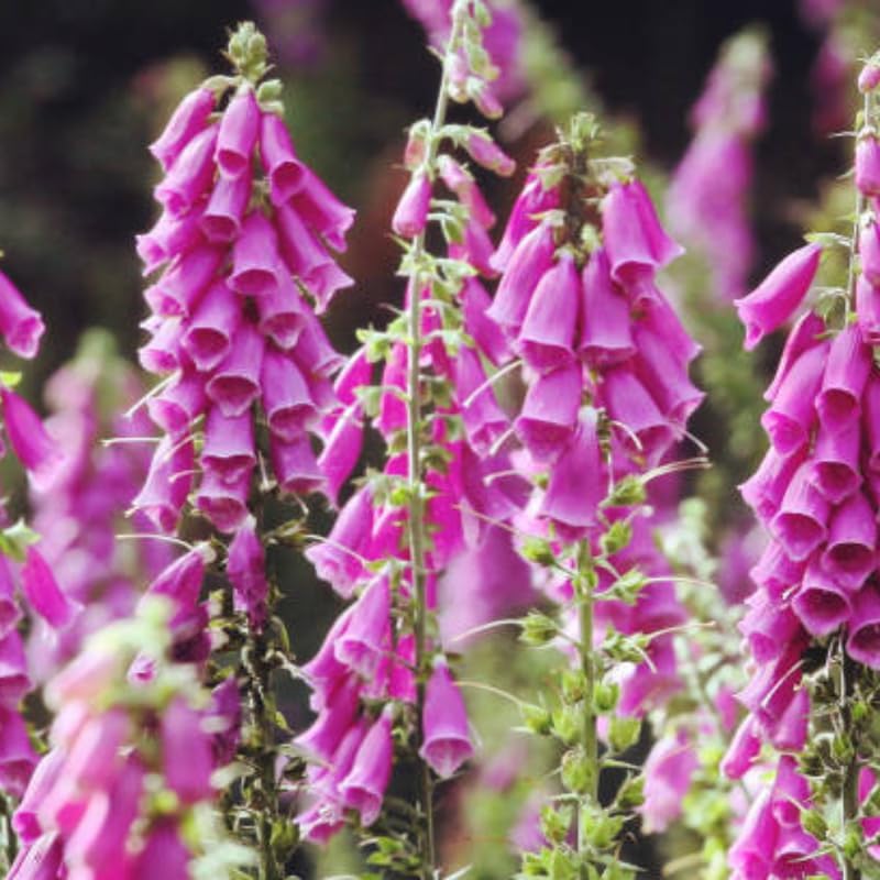 Live Foxglove Plant, 3" Potted Vertical Flowering Shrub, Established Root System Bloom, Low Maintenance Outdoor Garden Plant for Sun or Shade