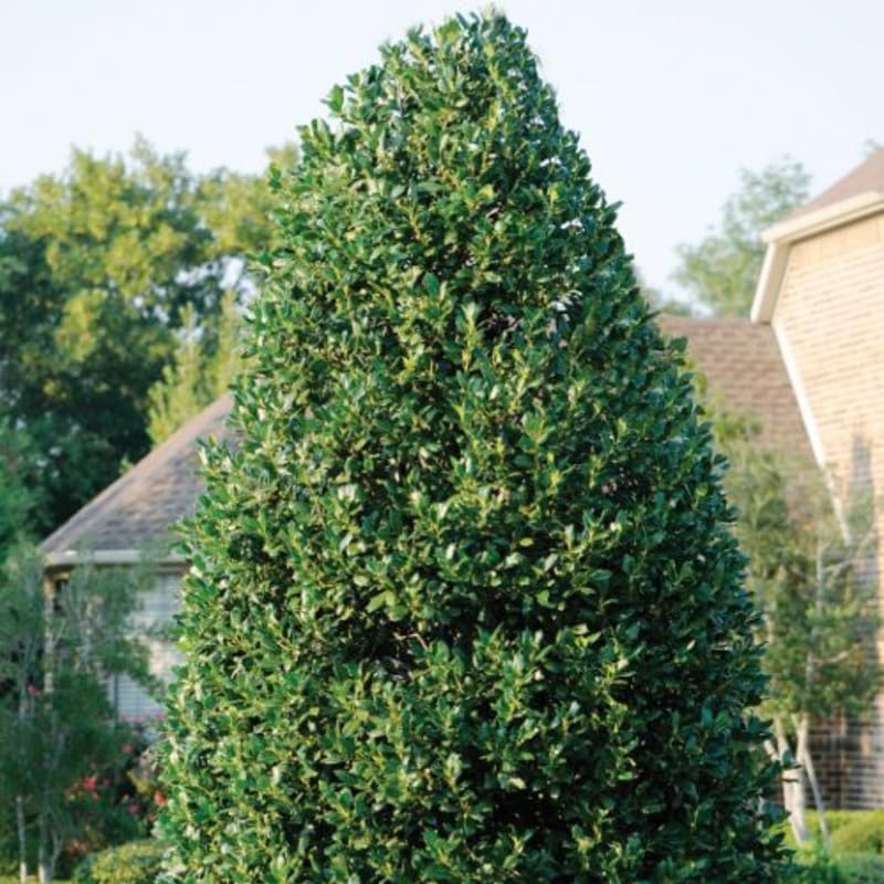 Nellie R. Stevens Holly Bushes Ready to Plant in 2.5-Inch Pot | Live Evergreen Shrub | Fast Growing Privacy Hedge for Home and Garden