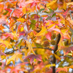 5 Live Sweet Gum Plants – 6–12 Inch Tall | Hardy Native Trees for Outdoor Planting | Fast-Growing Shade Trees