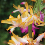 Yellow Christmas Cactus Live Houseplant | 3–4 Inch Well-Rooted Schlumbergera | Indoor Flowering Plant Gift for Birthdays & Housewarming
