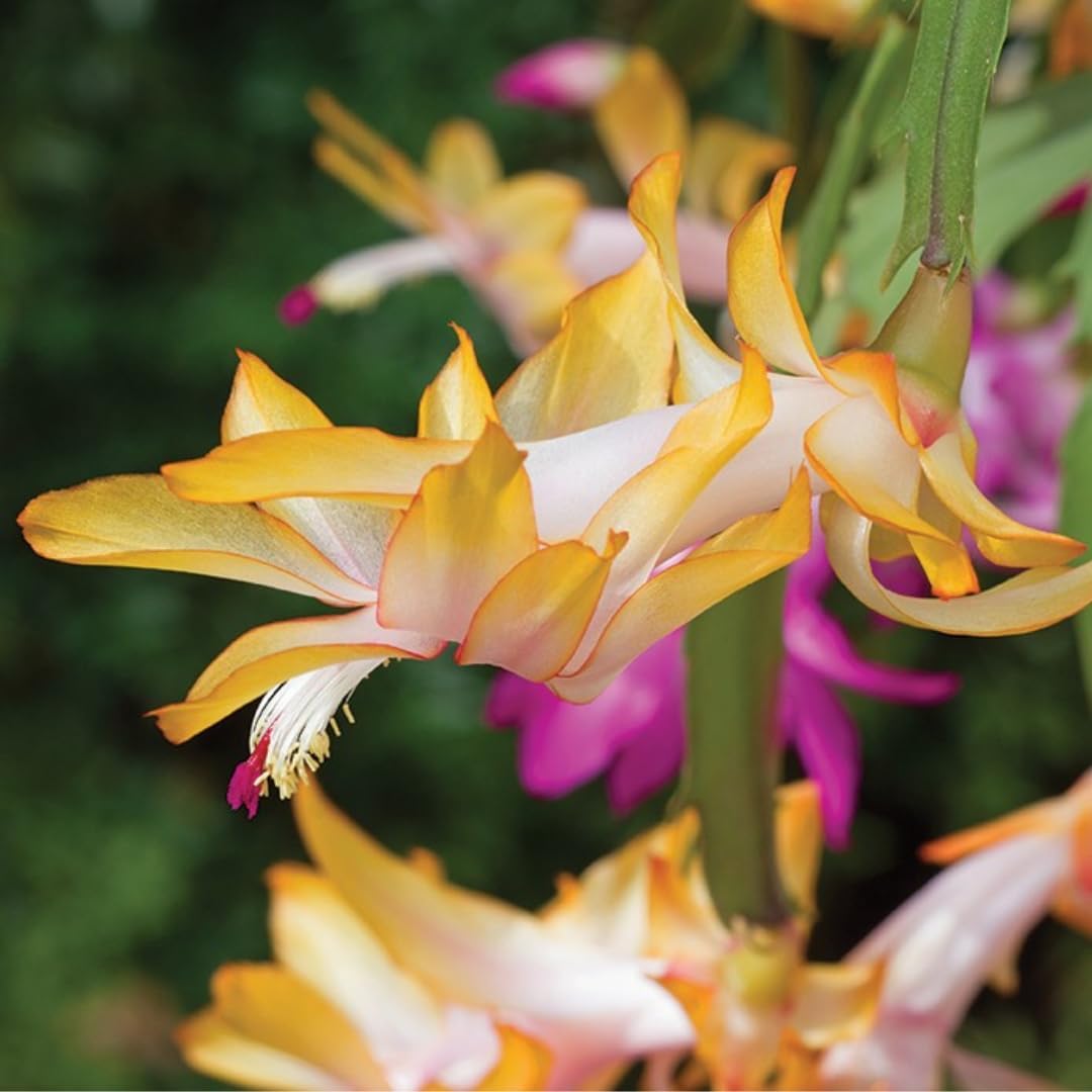 Yellow Christmas Cactus Live Houseplant | 3–4 Inch Well-Rooted Schlumbergera | Indoor Flowering Plant Gift for Birthdays & Housewarming