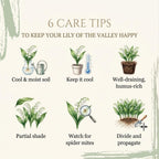 10 Live Lily of The Valley Plants Bare Roots, Easy Care May Bells, Fragrant Shade Plant for Outdoor and Indoor Use