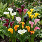 Calla Lily Plants Live, Mix 3 Count Bulbs, Low Maintenance Picasso and Solid Color Blooms for Indoor and Outdoor Pots