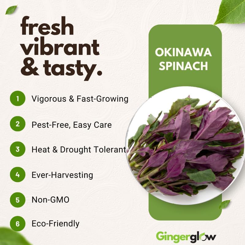 4 Live Okinawa Spinach Plant, 12-24" Tall Bare Root, Easy to Grow Edible Greenery, Two-Tone Purple and Green Leaf Plant for Backyard and Patio