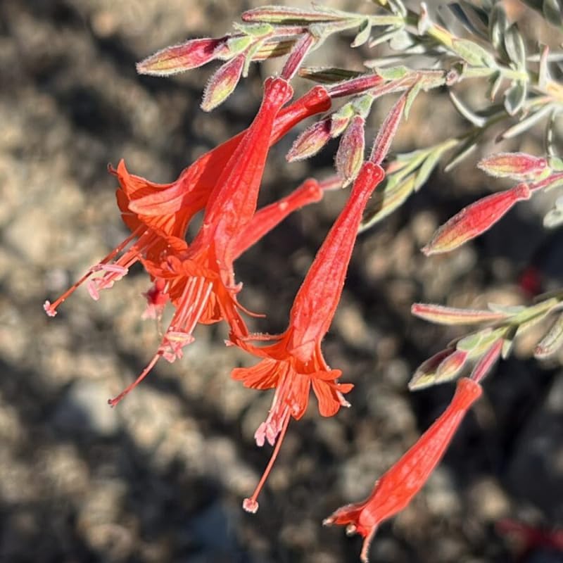 Fuchsia Plants Live, Gold and Red Foliage, 6-12 Inch Tall, Autumnale Variety, Fast Growing Deciduous Flowering Shrub, Well-Rooted Plant