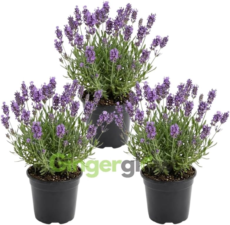 3 English Lavender Lavandula Angustifolia Plants, 3-Inch Pot, Compact Aromatic Perennial for Modern Landscape and Container Gardening