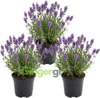 3 English Lavender Lavandula Angustifolia Plants, 3-Inch Pot, Compact Aromatic Perennial for Modern Landscape and Container Gardening