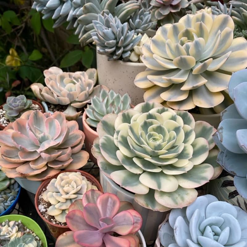 Echeveria Subsessilis Variegated Live Succulent in 4 Inch Pot, Decorative Succulent Plant for Home Office, Wedding Decor and DIY Projects