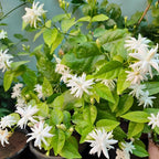 Jasmine Plant Live in 4 Inch Pot – Belle of India | Fragrant Jasmine Potted Plant Indoor | Jasmine Flower Plant for Home & Office Décor | Elegant White-Blooming Plant for Shelves, Desks