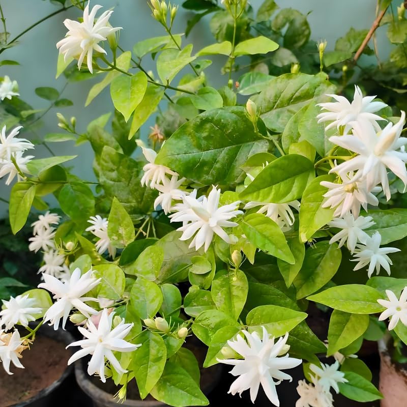 Jasmine Plant Live in 4 Inch Pot – Belle of India | Fragrant Jasmine Potted Plant Indoor | Jasmine Flower Plant for Home & Office Décor | Elegant White-Blooming Plant for Shelves, Desks