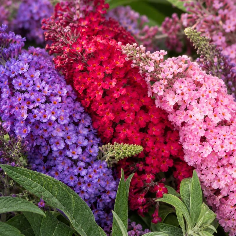 Assorted Butterfly Bush Plant Live, 3 Buddleia Plant 4-6" Tall, Well-Rooted Cold-Hardy Shrubs, Fragrant Blooms for Pollinator Gardens