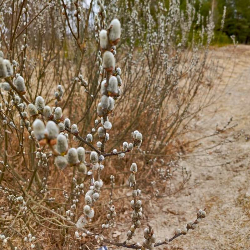 3 Pussy Willow Plant Live, French Pussy Willows for Garden Growing, 12-24 Inch Tall Dormant Trees, Suitable for Yard Planting and Decorative Use